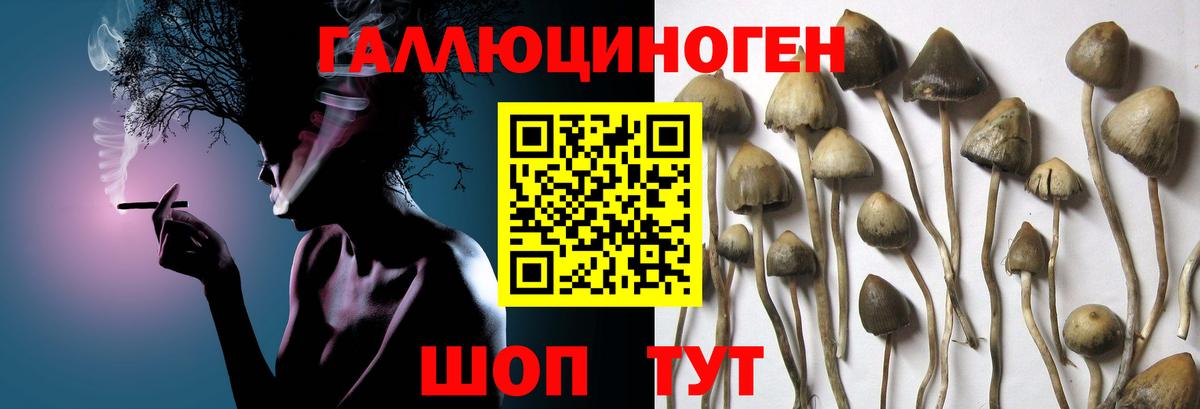 Галлюциногенные грибы GOLDEN TEACHER  Псилоцибиновые грибы Psilocybine cubensis  Вход с VPN  Каменск-Шахтинский 